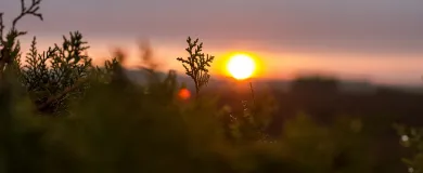 Бизнес в Венгрии